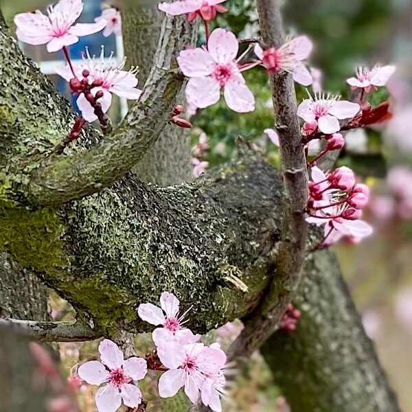 Erste rosa Blüten