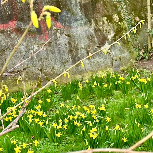Forsythie und Narzissen vor einer Mauer