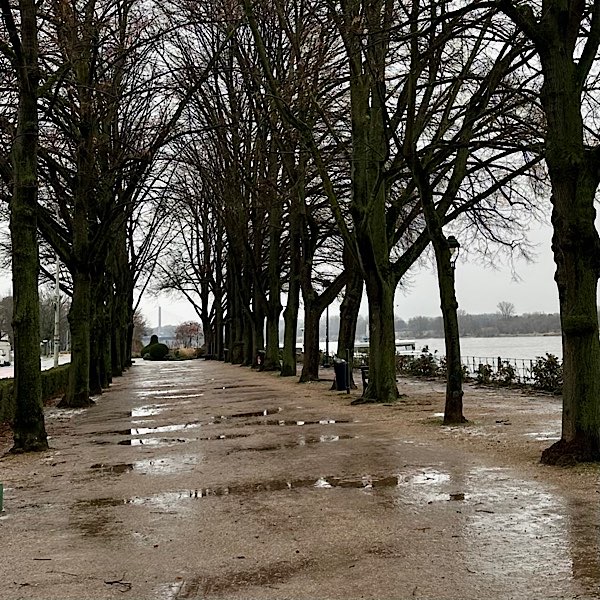 Baumallee an einem Januarmorgen im Regen in Bonn am Rhein.